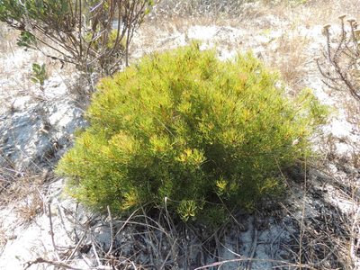 Serruria aemula, photographed by Jacques van der Merwe