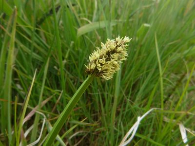 Carex vulpina, photographed by Gabriel Mayrhofer