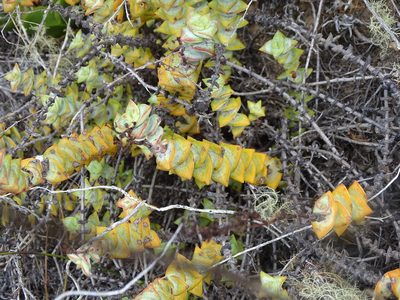 Crassula perforata, photographed by Shaun Swanepoel