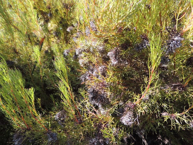 Serruria aemula, photographed by Jacques van der Merwe