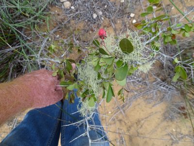 Putterlickia pyracantha, photographed by Shaun Swanepoel