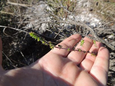 Aspalathus retroflexa, photographed by Jacques van der Merwe