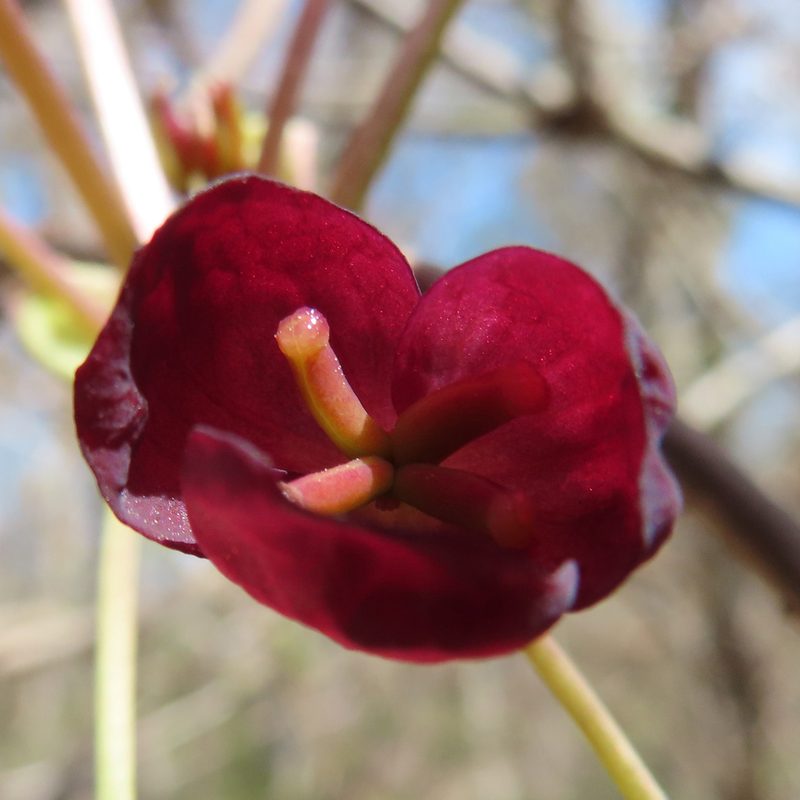 Akebia trifoliata, photographed by Timur Kalininsky