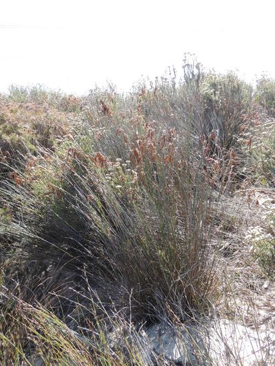 Thamnochortus punctatus, photographed by Jacques van der Merwe