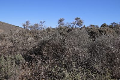 Psoralea hirta, photographed by Tony Rebelo