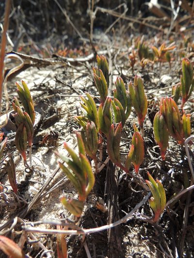 Lampranthus explanatus, photographed by Jacques van der Merwe