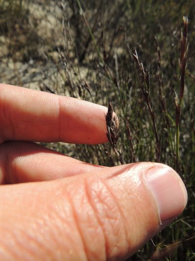 Restio impolitus, photographed by Jacques van der Merwe