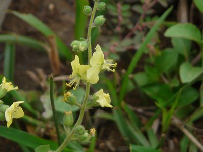Verbascum coromandelianum, photographed by Dinesh Valke