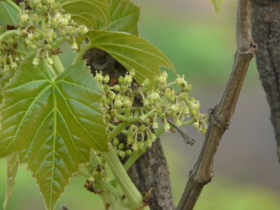 Cissus woodrowii, photographed by Dinesh Valke