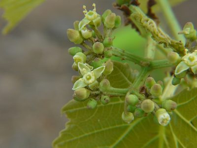 Cissus woodrowii, photographed by Dinesh Valke