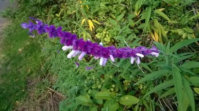 Salvia leucantha, photographed by Viral joshi