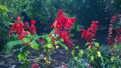 Salvia splendens, photographed by Viral joshi