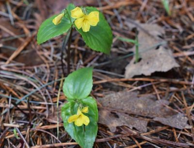Viola orientalis, photographed by Repina Tatyana