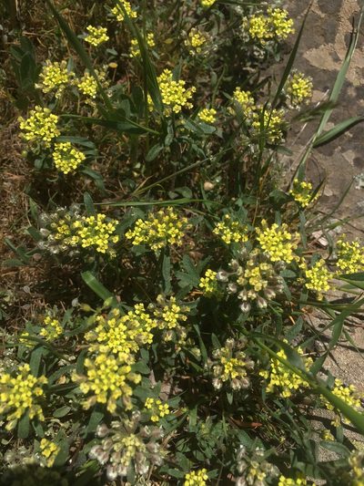Alyssum umbellatum, photographed by Максим Шумских