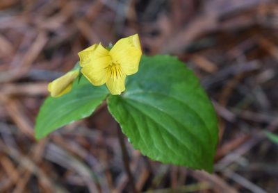 Viola orientalis, photographed by Repina Tatyana