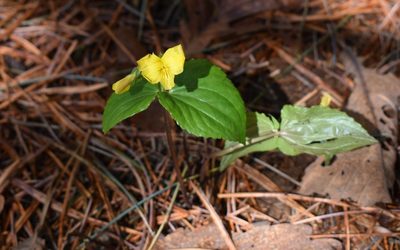 Viola orientalis, photographed by Repina Tatyana