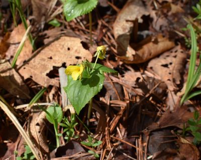 Viola orientalis, photographed by Repina Tatyana