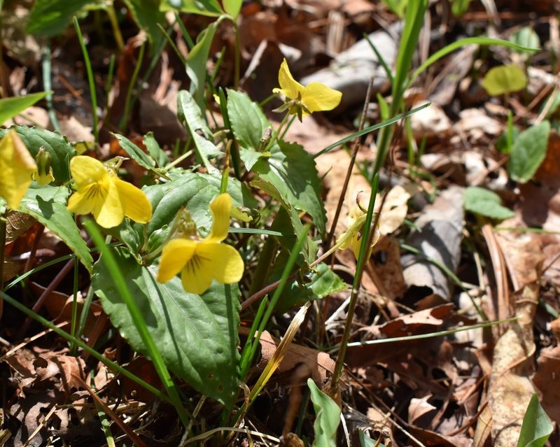 Viola orientalis, photographed by Repina Tatyana