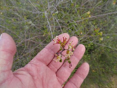 Gnidia squarrosa, photographed by Shaun Swanepoel