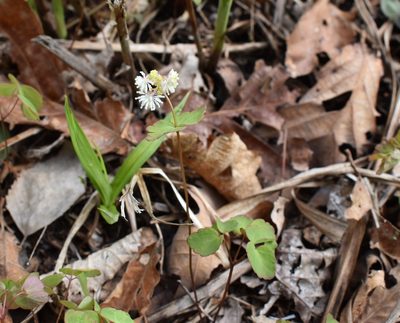Thalictrum filamentosum, photographed by Repina Tatyana