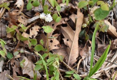 Thalictrum filamentosum, photographed by Repina Tatyana