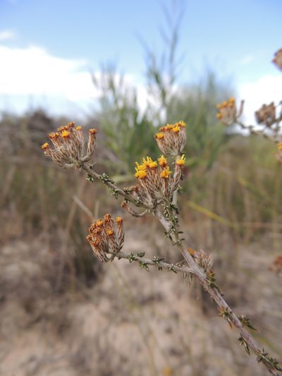 Metalasia octoflora, photographed by Jacques van der Merwe