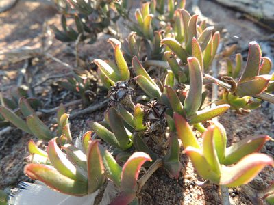 Ruschia geminiflora, photographed by Jacques van der Merwe