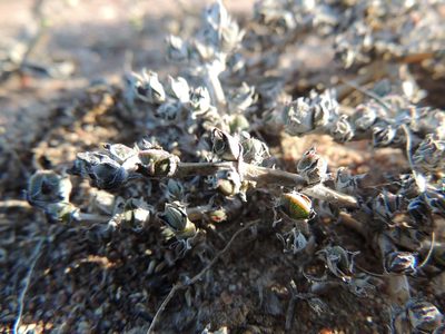 Antimima pulchella, photographed by Jacques van der Merwe