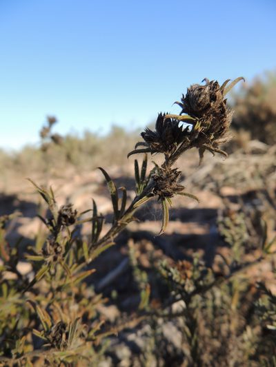 Psoralea uncinata, photographed by Jacques van der Merwe