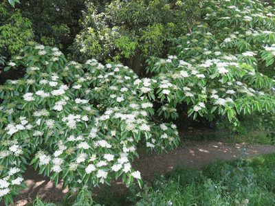 Cornus controversa, photographed by Marco Mussita