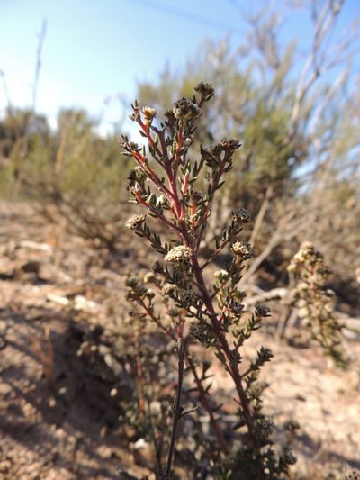 Phylica stenopetala, photographed by Jacques van der Merwe