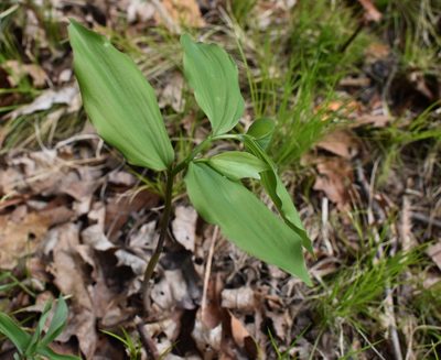Polygonatum involucratum, photographed by Repina Tatyana