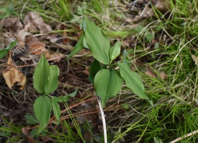 Polygonatum involucratum, photographed by Repina Tatyana