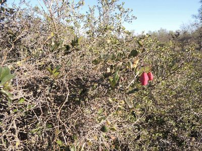 Putterlickia pyracantha, photographed by Jacques van der Merwe