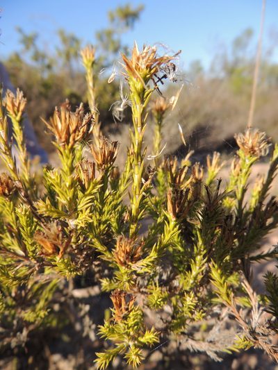 Stoebe nervigera, photographed by Jacques van der Merwe