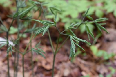 Caulophyllum robustum, photographed by Repina Tatyana