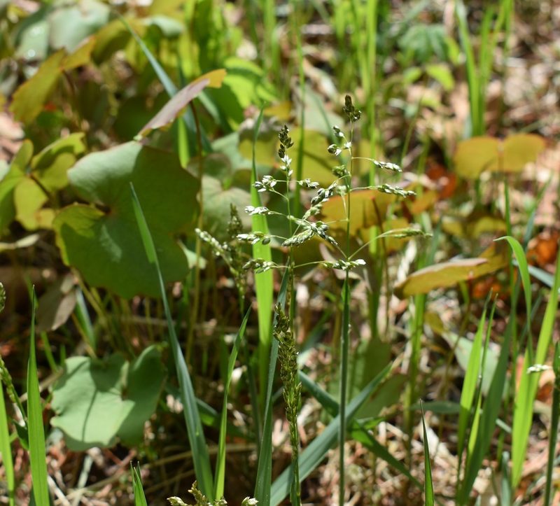 Anthoxanthum glabrum, photographed by Repina Tatyana
