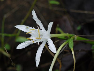 Pancratium triflorum, photographed by Dinesh Valke