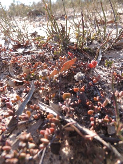 Lampranthus altistylus, photographed by Jacques van der Merwe