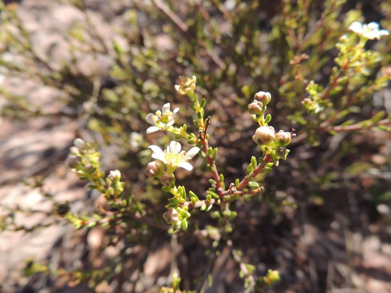 Diosma aspalathoides, photographed by Jacques van der Merwe