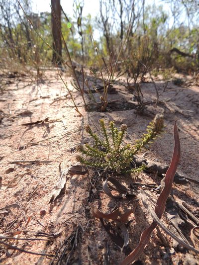 Phylica thunbergiana, photographed by Jacques van der Merwe