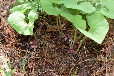 Asarum sieboldii, photographed by Repina Tatyana