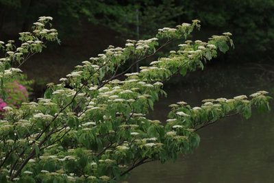 Cornus controversa, photographed by WATANABE Hitoshi 渡辺仁