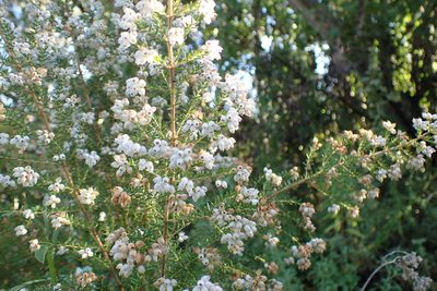 Erica scabriuscula, photographed by Di Turner
