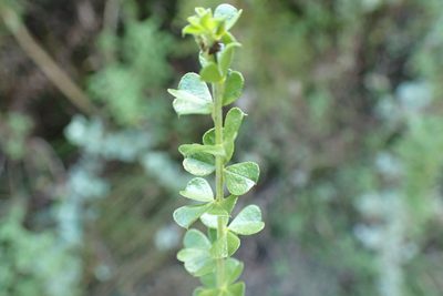 Psoralea stachyera, photographed by Di Turner