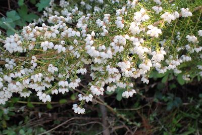 Erica scabriuscula, photographed by Di Turner