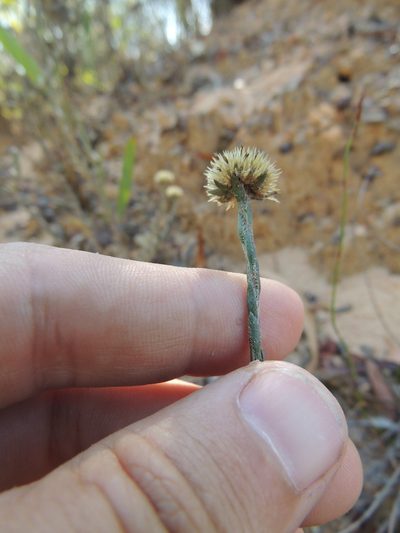 Chrysocoma esterhuyseniae, photographed by Jacques van der Merwe