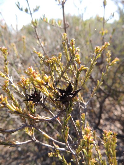 Diosma aspalathoides, photographed by Jacques van der Merwe