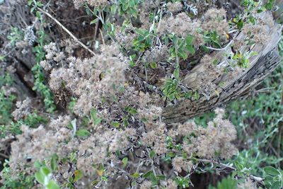 Plecostachys serpyllifolia, photographed by Di Turner