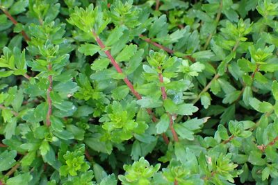 Laurembergia repens, photographed by Di Turner